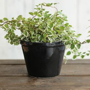 ミニ 植木鉢の通販 Au Pay マーケット
