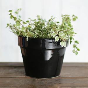 ミニ 植木鉢の通販 Au Pay マーケット