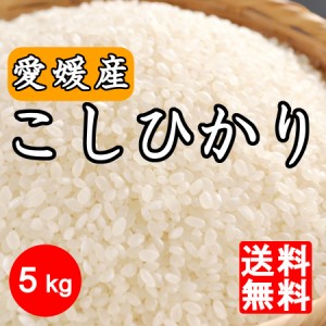 米　令和5年産 新米 愛媛県産こしひかり5kg【送料無料】※北海道,東北,沖縄除く