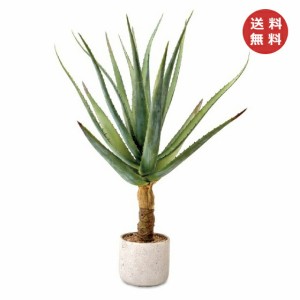 アロエ 観葉 植物の通販 Au Pay マーケット