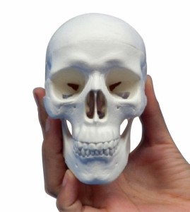 骸骨 模型 インテリア ミニ 頭蓋骨 ドクロ スカル ガイコツ 骨
