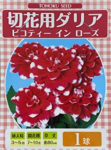 【花球根】ダリア ピコティ イン ローズ １球入 トーホクの球根