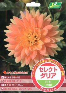 ダリア 球根の通販 Au Pay マーケット