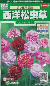 【種子】西洋松虫草 切り花用 混合サカタのタネ