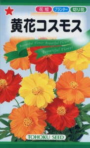 【種子】黄花コスモス　トーホクのタネ