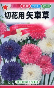 【種子】切花用矢車草 トーホクのタネ