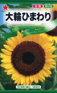 【種子】大輪ひまわり トーホクのタネ