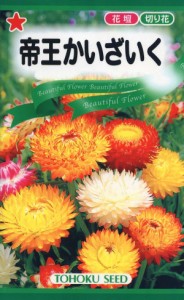 【種子】帝王かいざいく（ヘリクリサム） トーホクのタネ