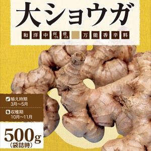 【野菜球根】 大生姜（ショウガ）500ｇ入　カネコ種苗の球根