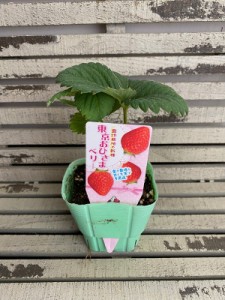 【野菜苗】いちご 露地栽培の新種 東京おひさまベリー 9cmポット 1苗