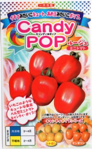 【種子】Candy Pop(キャンディポップ) ルージュ ミニトマト ナント種苗のタネ