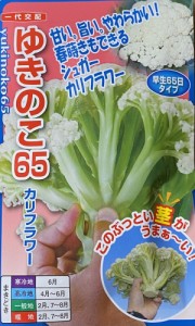 【種子】カリフラワー ゆきのこ65 ナント種苗のタネ