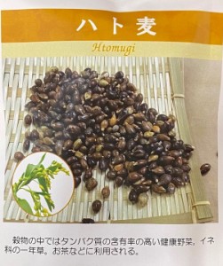 【種子】ハト麦 日本タネセンターのタネ