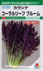 【種子】サラダカラシナ コーラルリーフ プルーム 農林水産省登録品種名：TTK456 タキイ種苗のタネ