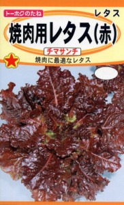 【種子】焼肉用レタス（赤）チマサンチ トーホクのタネ 