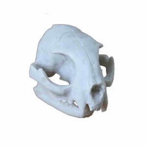 骸骨　レプリカ　骸骨模型　ドクロ　s-1　ディスプレイに最適な雑貨　サイズ：約8ｘ6ｘ5cm