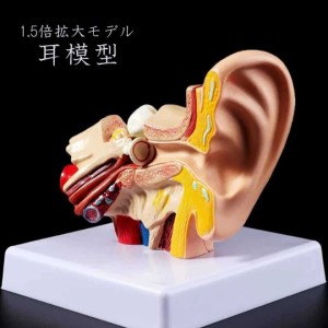 【在庫限り】 人体模型 耳 1.5倍拡大 解剖模型 耳構造 耳模型 耳モデル 内部 説明用 実験室用 教学用 研究 説明 教材 外科 診察 診療 病