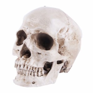 実物大 頭蓋骨 レプリカ あごが動く可動式 骸骨 人体模型 骨格標本 骨格模型 等身大 精密模型 精密モデル 医学 教材 スカル スケルトン 