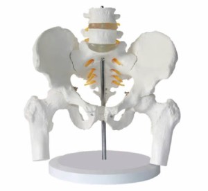 実物大の骨盤模型 レプリカ 骸骨 人体模型 骨格標本 骨格模型 等身大 精密模型 精密モデル 医学 教材 スカル スケルトン インテリア ホラ