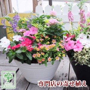 【予約】専門店の寄せ植え ギフト ワンランク上  寄せ植え 選べる鉢 送料無料【北海道・沖縄・東北発送不可】 プレゼント 実用的 クリス