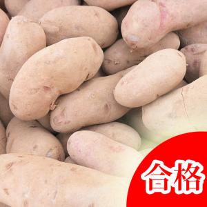 ノーザンルビー 種芋 ジャガイモ じゃがいもの種 1kg【検査合格済】【サイズ混合】