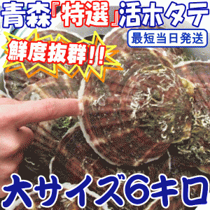 禁輸に負けない!! 青森 ホタテ 貝柱が美味 殻付き 活ほたて 大サイズ6キロ 約30枚〜48枚 陸奥湾産【送料無料】