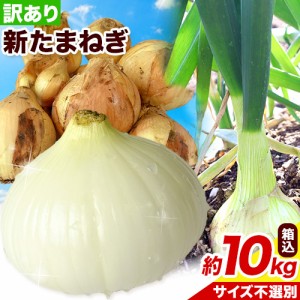 新玉ねぎ 訳あり 送料無料 10kg 箱込 内容量9kg+補償分500g 新たまねぎ 新玉ねぎ 玉ねぎ 玉葱 タマネギ たまねぎ 熊本県産 国産 オニオン