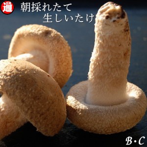 しいたけ【お得なB・C級品】500g 生しいたけ 味は一級品 朝採れたて菌床栽培 生椎茸 椎茸 シイタケ キノコ きのこ