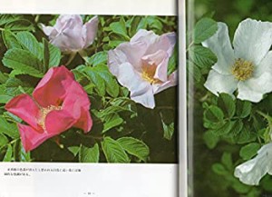 花・ハマナスの花―写真集 (1979年)(中古品)