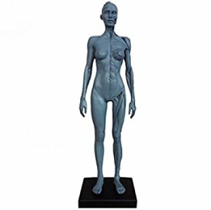 【中古品】人体模型 筋肉模型 高品質解剖模型 30cm 医学模型 人体解剖 医学教育 整形 (中古品)
