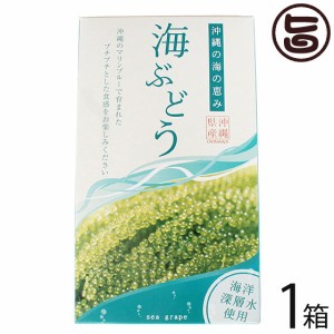 グローアップコーポレーションF 海ぶどう 120g×1箱 海洋深層水使用 海藻 うみぶどう 沖縄 土産 定番 人気