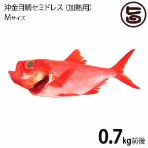 天然 沖金目鯛 セミドレス 加熱用 えらと内蔵 除去済 Mサイズ 1尾 祝儀魚 高タンパク 低カロリー