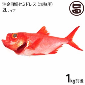 天然 沖金目鯛 セミドレス 加熱用 えらと内蔵 除去済 2Lサイズ 1尾 祝儀魚 高タンパク 低カロリー