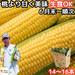 とうもろこし 生で食べれる 甘い 朝どれ 大分産 三重町 芦刈農産 生トウモロコシ 14〜16本 約6kg お中元 食べ物 食品 内祝 御中元 2024 