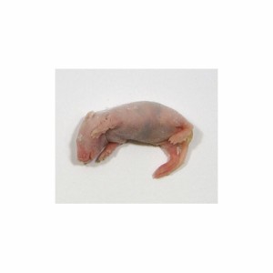 【冷凍】　ピンクマウスS（2.5cm）10匹