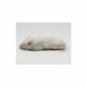 【冷凍】　ファジーマウスS（5cm）10匹