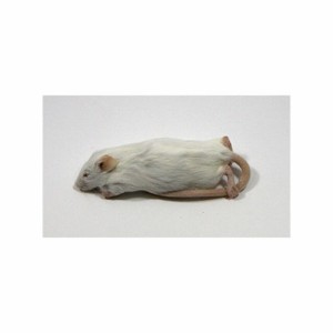 【冷凍】　アダルトマウス　M（約7cm）10匹