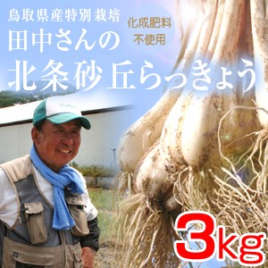 鳥取県産 特別栽培 田中さんの北条砂丘らっきょう3kg（根付き土付き らくだらっきょう 国産） 送料無料（北海道・沖縄を除く）