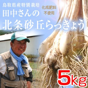 鳥取県産 特別栽培 田中さんの北条砂丘らっきょう5kg（根付き土付き らくだらっきょう 国産） 送料無料（北海道・沖縄を除く）