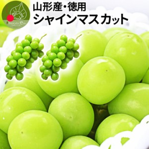 2024年9月下旬発送 先行早割 シャインマスカット 産地直送 約1kg 2〜3房入り 山形県産 お徳用 大粒 訳あり ぶどう 山形県から産地直送 種