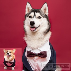 【三太郎の日】犬服 ドッグウェア タキシード ストライプ 新郎 リボン ネックレス付き 中型犬 結婚式 ウェディング お祝い 記念パーティ