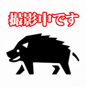 【送料無料】【長州ジビエ】【静食品】山口県下関産【イノシシ肉】ヒレ肉ブロック1ｋｇ】※別途送料、東北500円、北海道1000円・沖縄・離