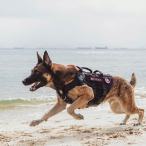 犬用ハーネス 胴輪 OneTigris ミリタリー 軍用犬 タクティカル トレーニング かっこいい