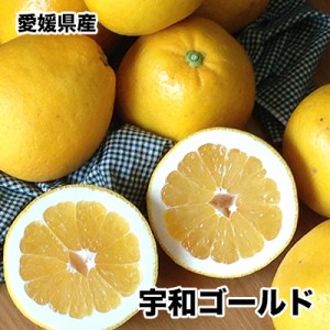 河内晩柑 宇和ゴールド 夏文旦 みかん 5Kg 訳あり 愛媛県産 宇和 ゴールド Mサイズ 5kg 送料無料 お試し ご家庭用