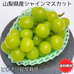 ぶどう シャインマスカット 父の日 山梨県 とびきり シャインマスカット 2房入 約1Kg (約500g × 2) 送料無料 促成栽培 プレゼント ギフ