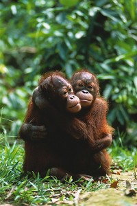 オランウータン ポスター 軽量アルミ製フィットフレーム付 91.5×61cm Orangutans