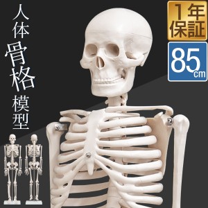 人体模型 骨格模型 骨 約85cm 1/2モデル 展示スタンド付き 骨格標本 骨格モデル 全身骨格模型 直立 可動 医学 理学 解剖学 整体 整骨院 
