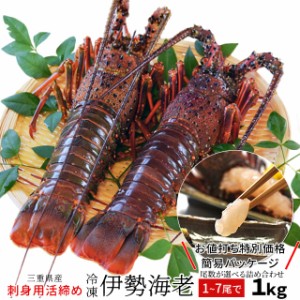 伊勢海老 三重県伊勢志摩産 １〜７尾で約１ｋｇ 送料無料 刺身用瞬間冷凍 伊勢エビ 訳あり イセエビ お中元 ギフト