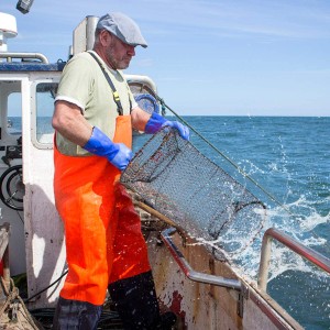 漁具 魚捕り網 魚網 お魚キラー 折り畳み式 かご かご ウナギ アナゴ タコ エビ カニ 小魚 などを一網打尽 直径25CM