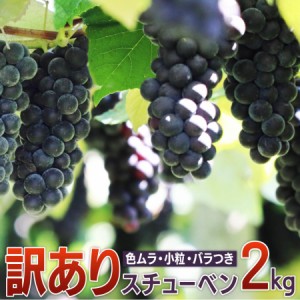 ぶどう ブドウ 2024年産 数量限定 青森県産 完熟 スチューベン 2kg 訳あり 葡萄 家庭用 甘い